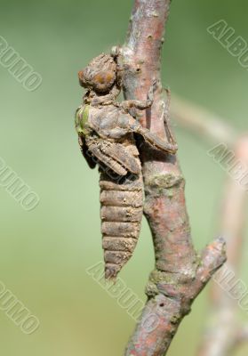 Birth of a dragonfly (series 5 photos) 