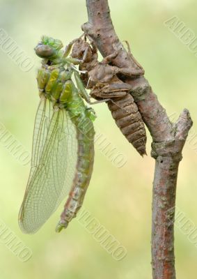 Birth of a dragonfly (series 5 photos) 