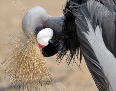 Crowned Crane cleaning feathers.