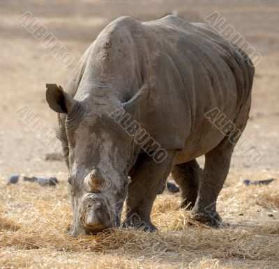 Rhinoceros 