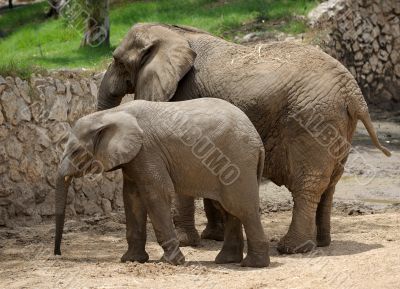 Elephant Elephant