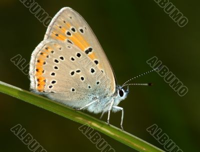 Butterfly on a blade of grass.