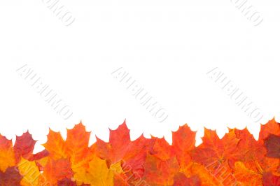 Ornament from autumn leaves Ornament from autumn leaves