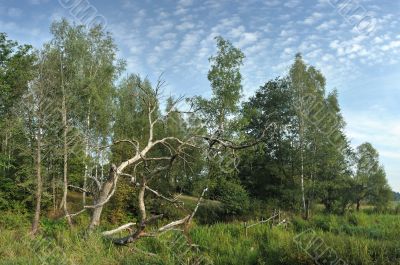 Panorama with a dry tree.