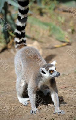 Lemurs 