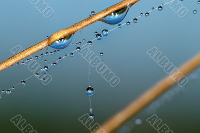 Drops on a blade.