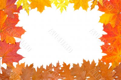 Ornament from autumn leaves Ornament from autumn leaves