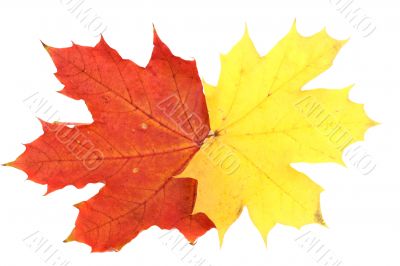Maple leaves, large DoF