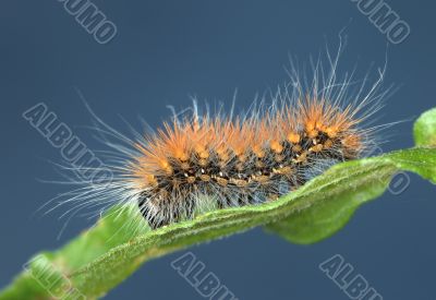 Hairy caterpillar