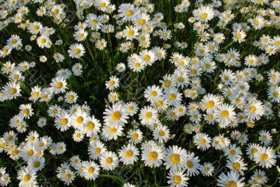 Blooming meadow.