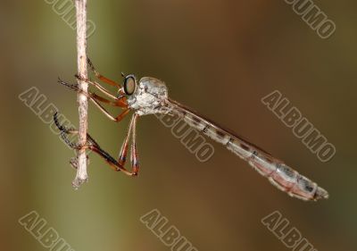 Little robber fly