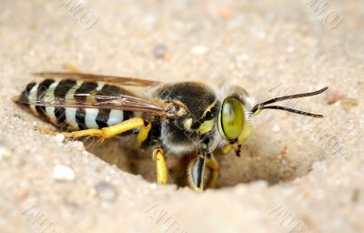 Wasp Bembex rostratus