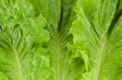 Green fresh lettuce Green fresh lettuce