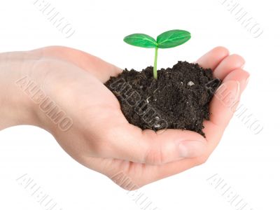 Human hands and young plant Human hands and young plant