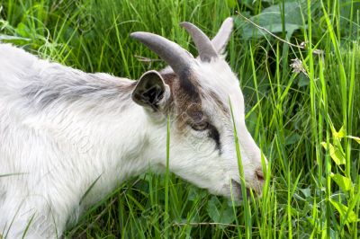 Goat in the green grass