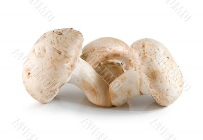 Three champignons isolated Three champignons isolated