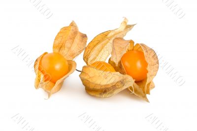 Physalis isolated Physalis isolated