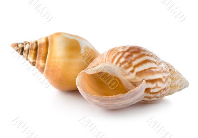 Two seashells