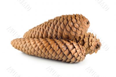 Dry pine cone isolated Dry pine cone isolated