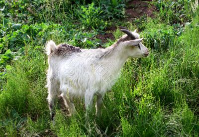 Goat grazing