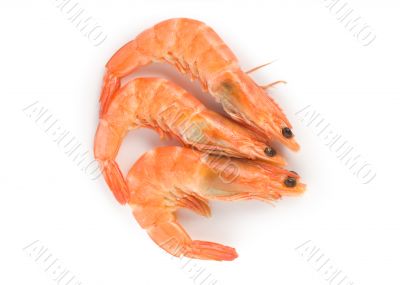 Prepared shrimp isolated