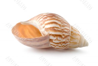 Sea shell Sea shell