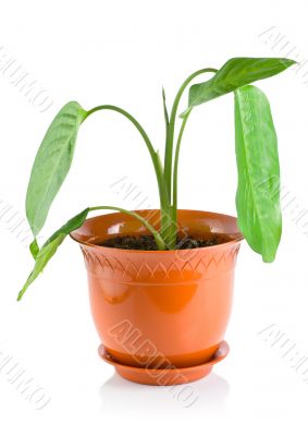 Dieffenbachia Dieffenbachia