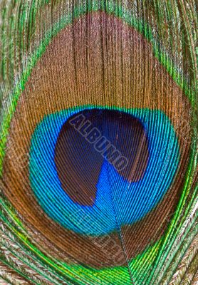 Peacock feather closeup Peacock feather closeup