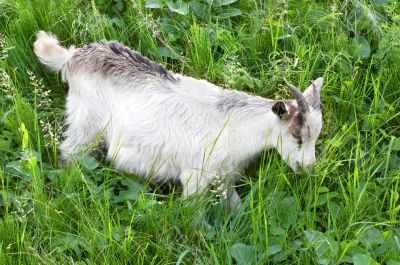 Goat grazing Goat grazing