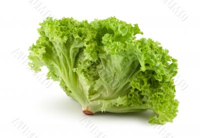 Bush lettuce Bush lettuce