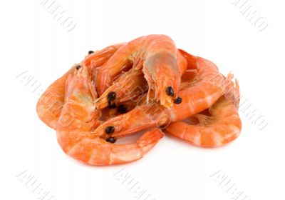 Shrimp isolated