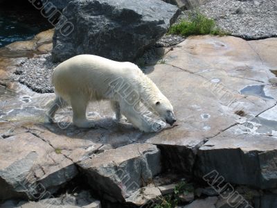 polar bear