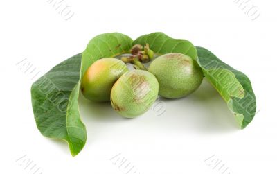 Ripe branch of a walnut isolated on a white