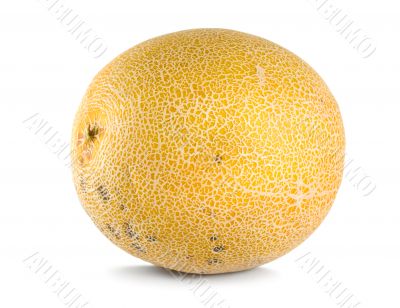 Cantaloupe