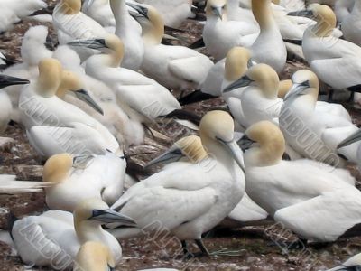 northern, gannets 