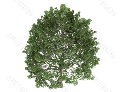 Hornbeam or Carpinus Hornbeam or Carpinus