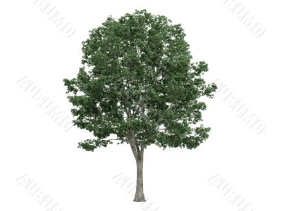 Linden or Tilia Linden or Tilia