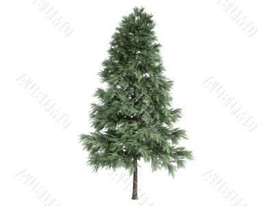 Pine or Pinus sylvestris Pine or Pinus sylvestris