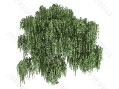 Willow or Salix Willow or Salix