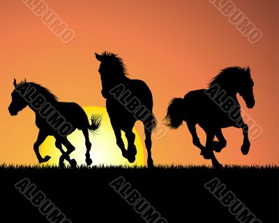horse on sunset background