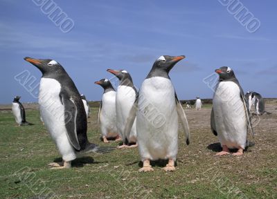 Colony gentoo penguins