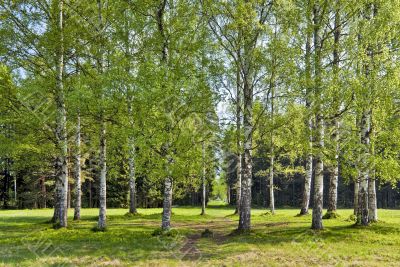 Spring birches circle