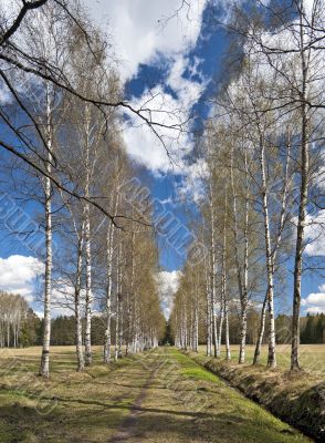 Birch alley