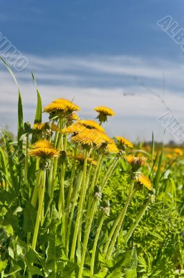 Dandelions