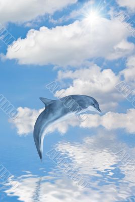 Dolphin Dolphin