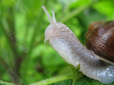 Snail in bush