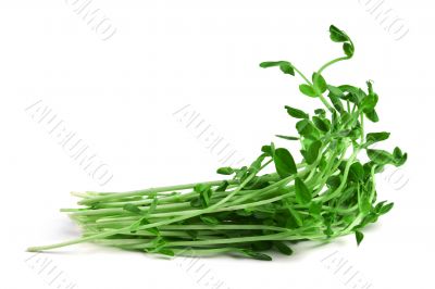 Snow Pea Sprouts
