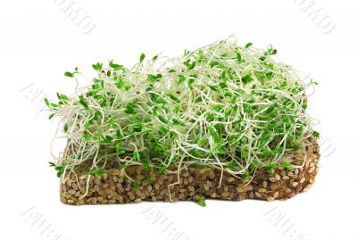 alfalfa sprouts