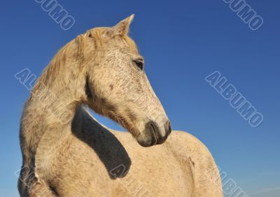 Camargue horse
