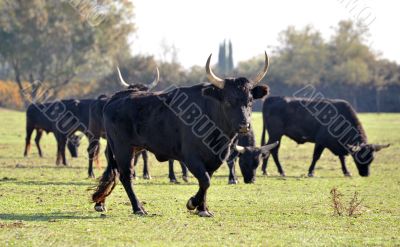 Camargue bulls